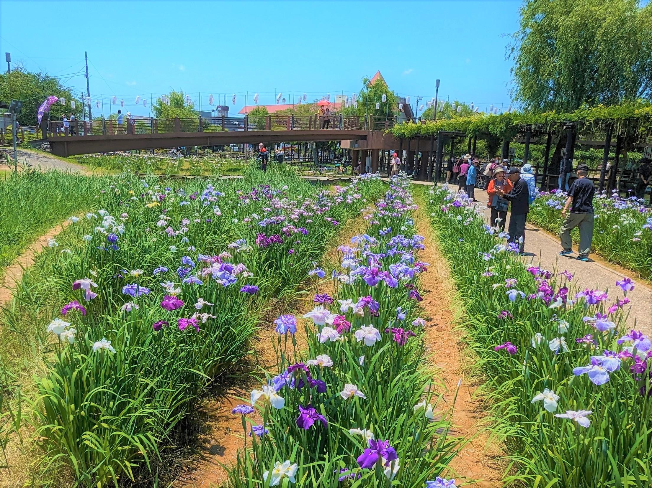 🌸 아사마이 공원 (浅舞公園) 이미지 11